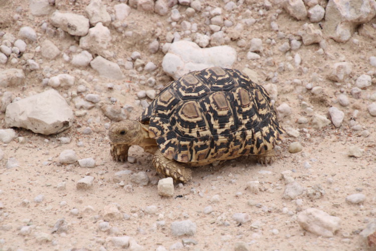 Pantherschildkröte