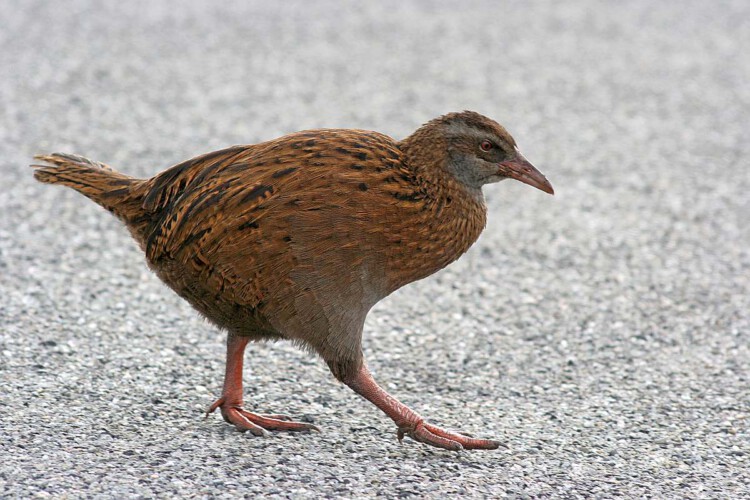 Wekaralle