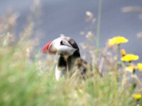 Papageientaucher