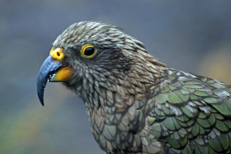 Kea