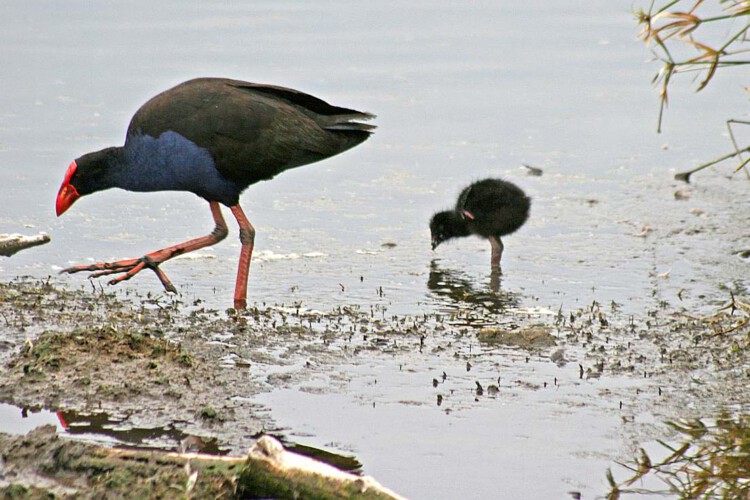 Australisches Purpurhuhn (ad. + Pullus)