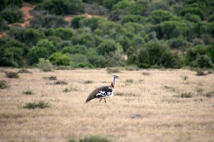 Savannentrappe
