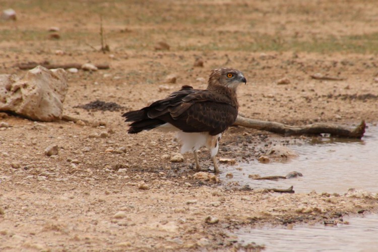 Schwarzbrust Schlangenadler