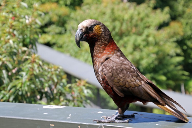 Kaka