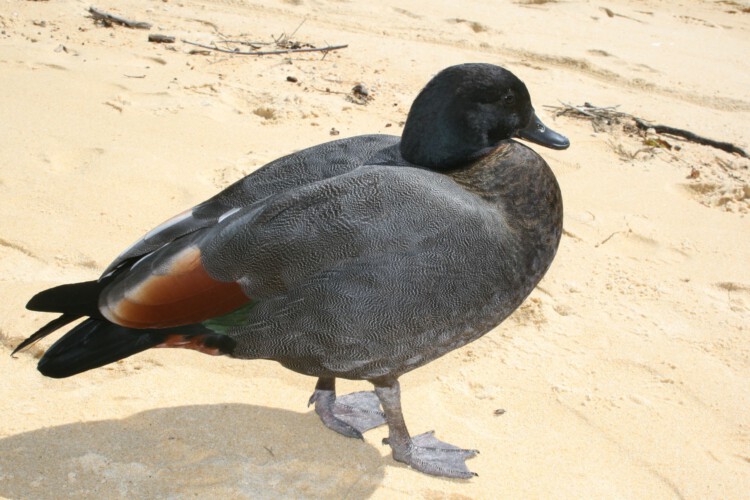 Paradieskasarka (m.)