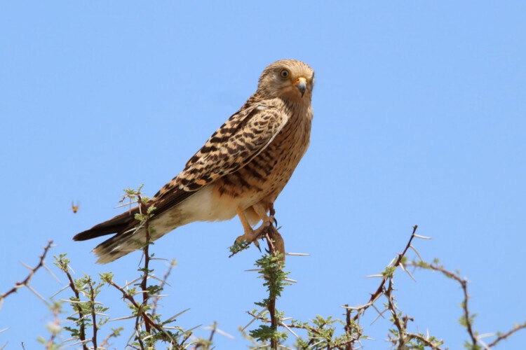 Steppenfalke