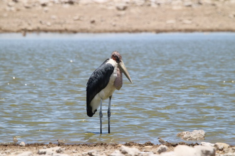 Marabu