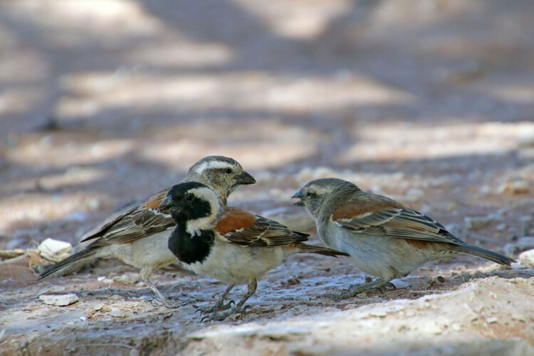Kapsperling (m/w/juv)