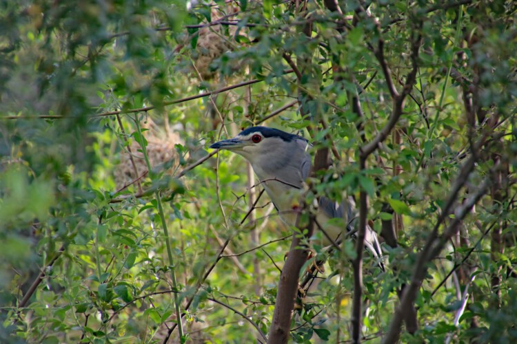 (Eurasischer) Nachtreiher (ssp. Nycticorax nycticorax nycticorax)