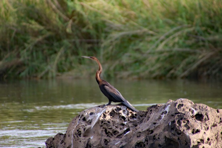 Afrika-Schlangenhalsvogel