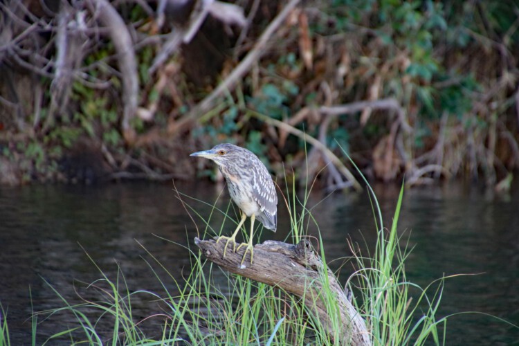 (Eurasischer) Nachtreiher (ssp. Nycticorax nycticorax nycticorax) (JK)