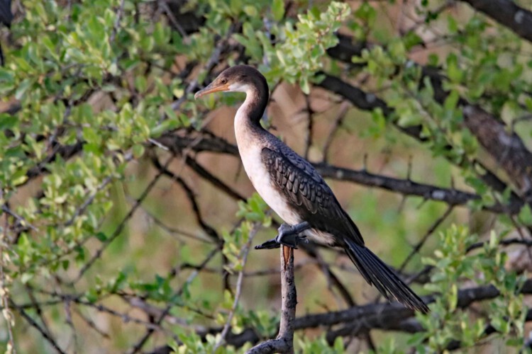 Kormoran (ssp. Phalacrocorax carbo lucidus = Weißbrustkormoran)
