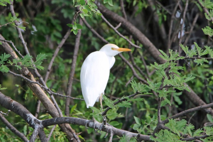 Kuhreiher (n.-br.)