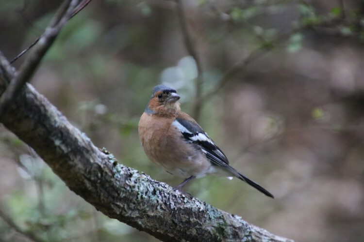 Britischer Buchfink (m., ssp. gengleri)
