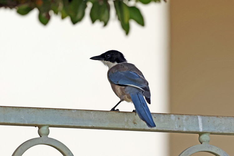 Blauelster