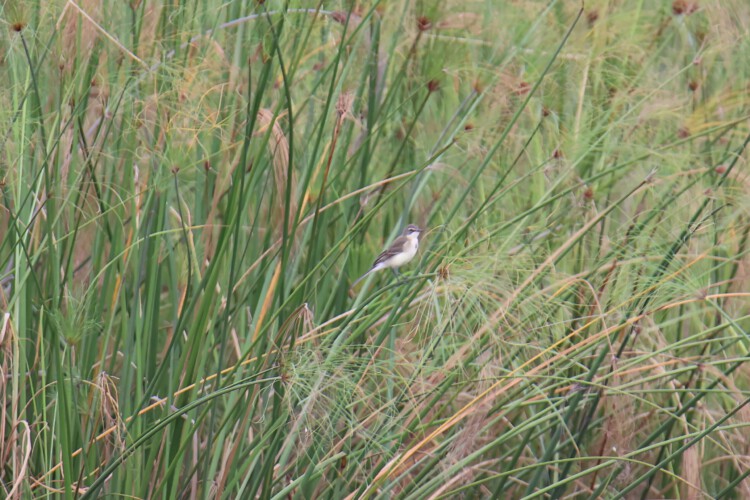 Kapstelze (ssp. simplicissima)