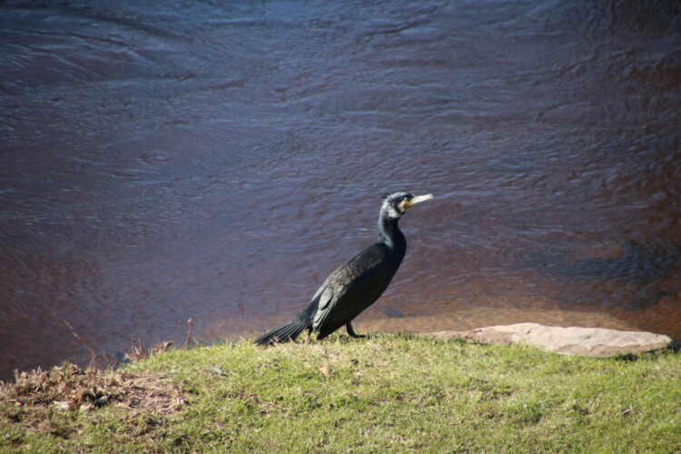 Kormoran (PK)