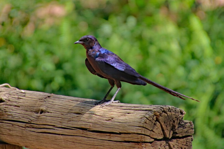 Mevesglanzstar (ssp. violacior)