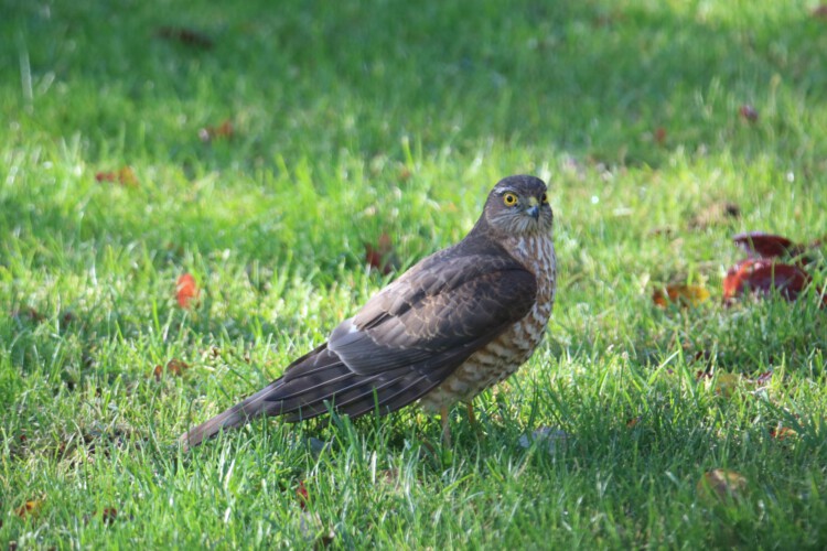 Sperber (juv.)