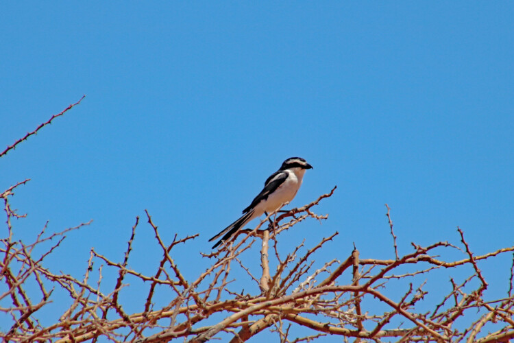 Fiskalwürger (subsp. subcoronatus)