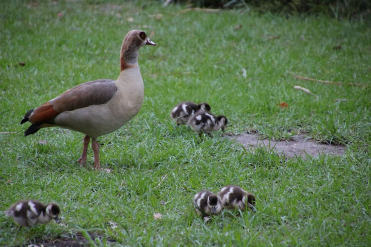 Nilgänse (ad. + Pulli)