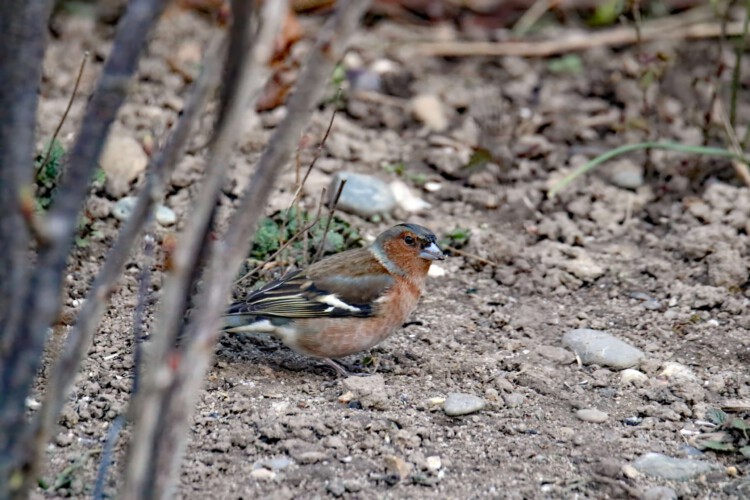 Europäischer Buchfink (m. ssp. coelebs)