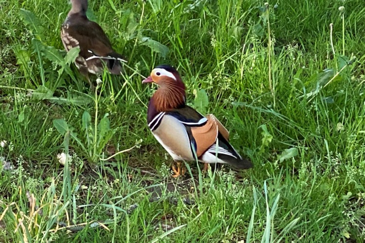 Mandarinente (m.+w.)