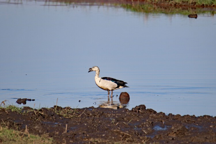Höckerglanzgans (m.)
