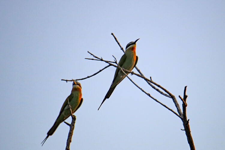 Madagaskarspint