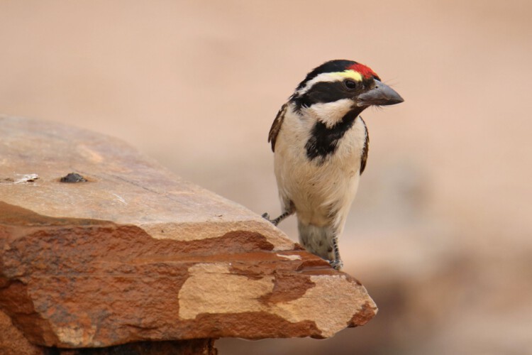 Rotstirn-Bartvogel