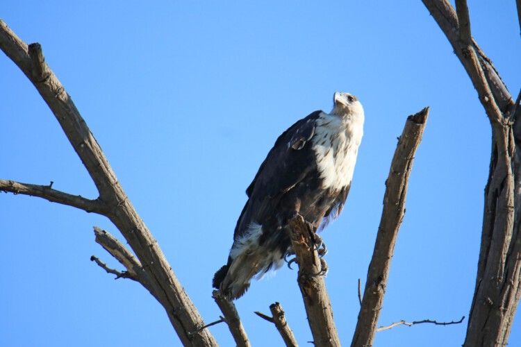 Schreiseeadler (juv.)