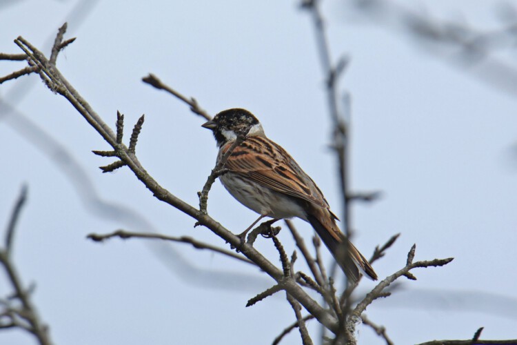 Rohrammer (m., fortgeschrittener Übergang zum PK)