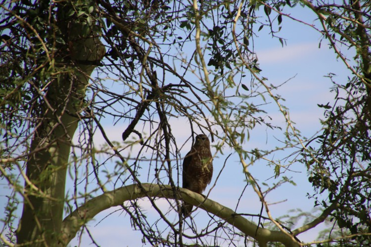 Mäusebussard ssp. Falkenbussard