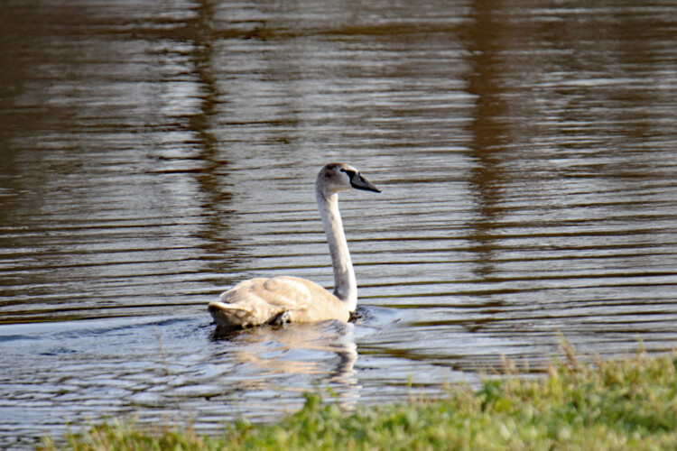 Höckerschwan (1. Winter)