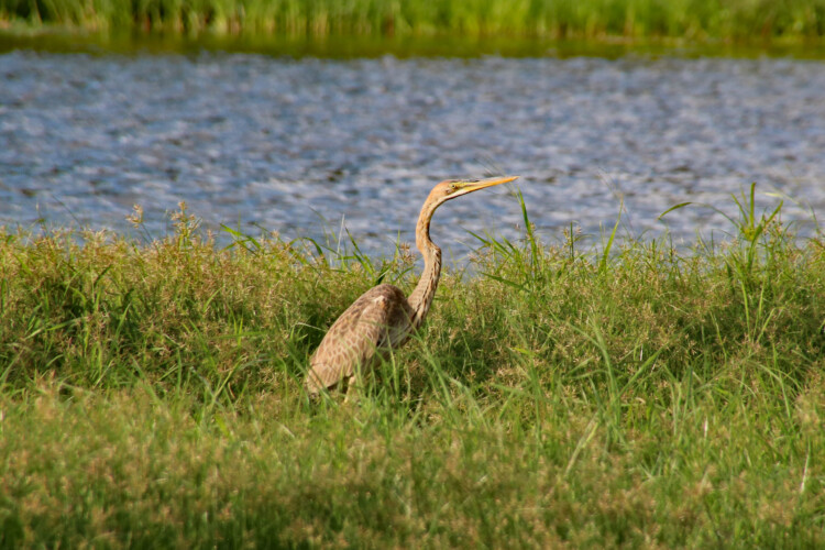Purpurreiher (juv.)