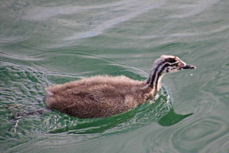 Haubentaucher (juv.)