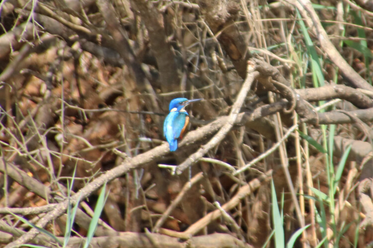 Kobalteisvogel (w.)