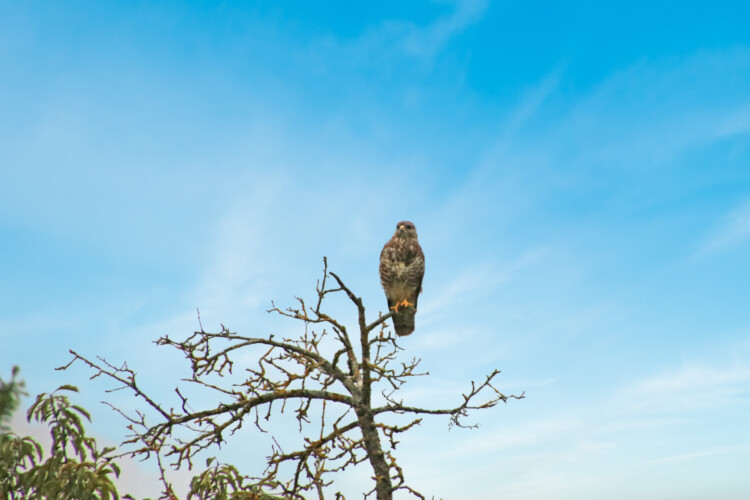 Mäusebussard