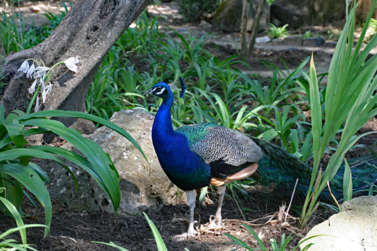 Blauer Pfau