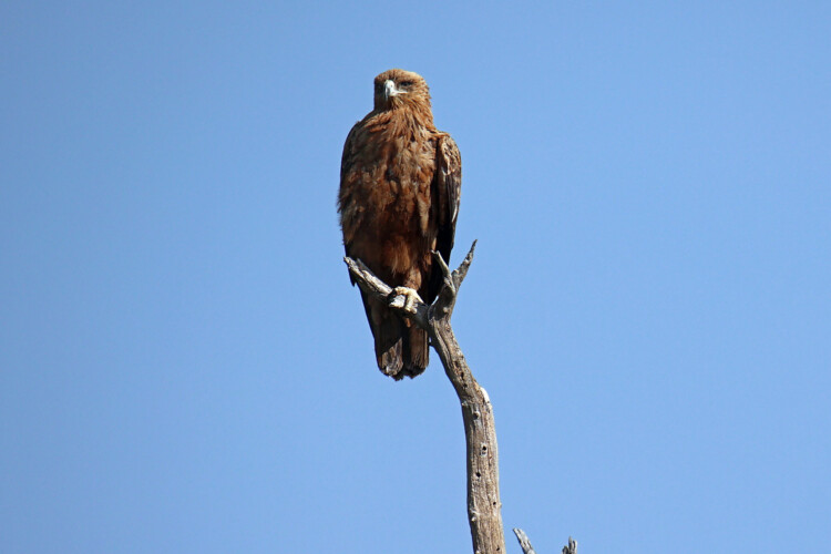 Steppenadler