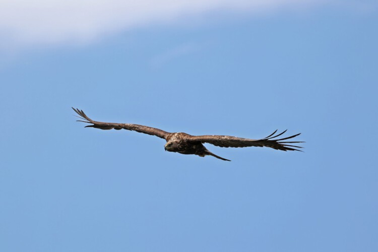 Steinadler