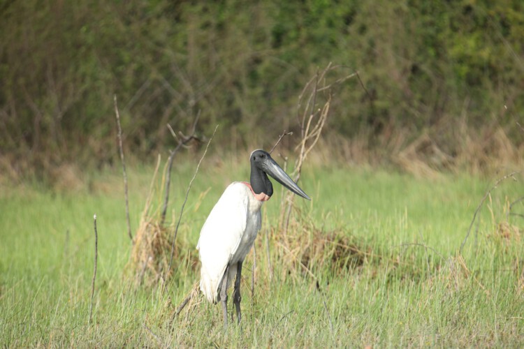Jabiru-Storch