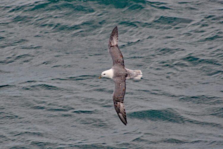 Eissturmvogel
