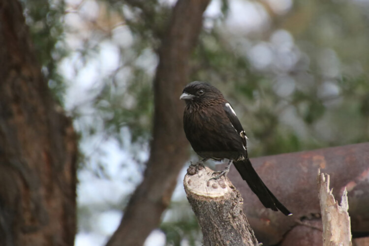 Elsterwürger (ssp. melanoleucus)