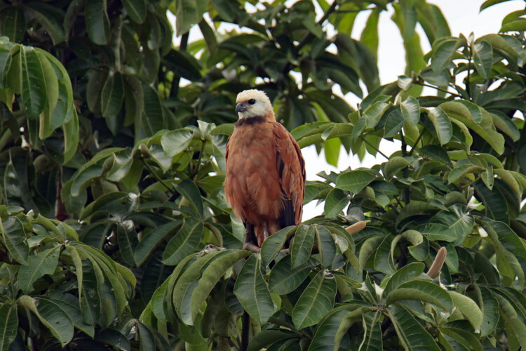 Fiischbussard