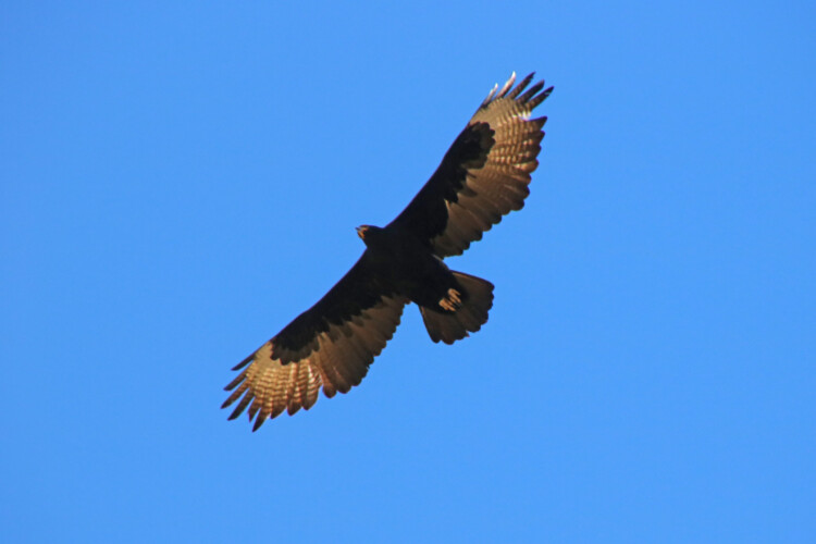 Klippenadler