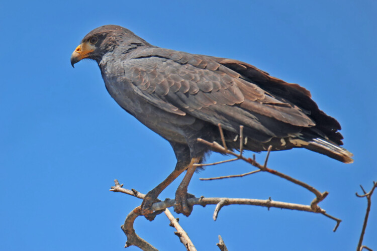 Krabbenbussard