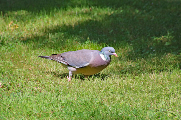 Ringeltaube