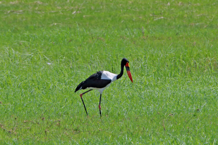 Sattelstorch (w.)