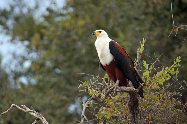 Schreiseeadler
